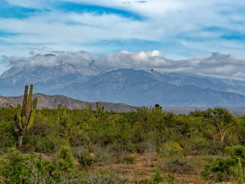 Typische Kaktuslandschaft auf der Trekkingreise durch Baja California mit Blick auf die wolkenverhangene Sierra de la Laguna.