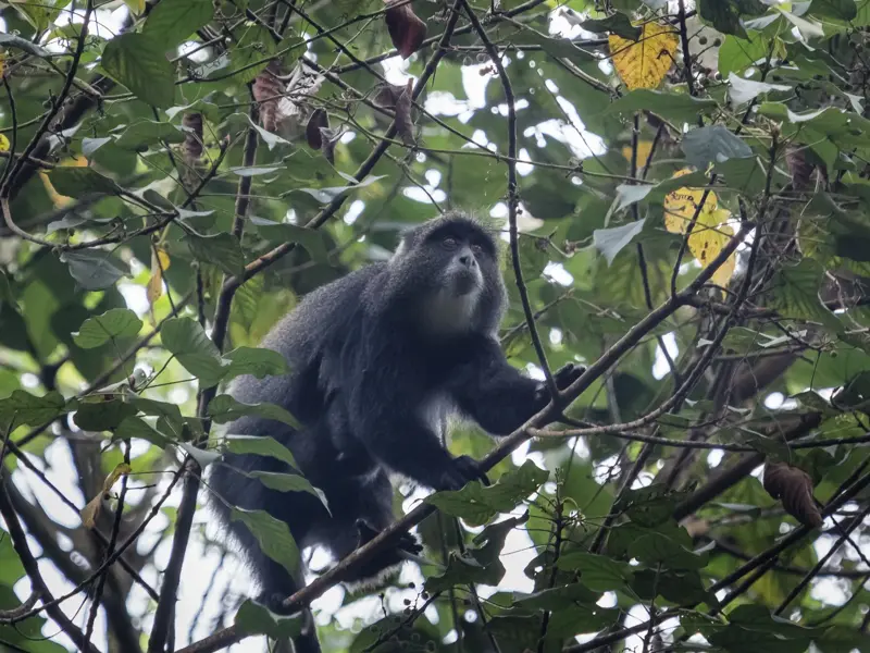 Ein Kolobus-Affe mit dunklem Fell sitzt zwischen grünen Blättern auf einem Ast während der Trekking-Tour am Kilimandscharo.