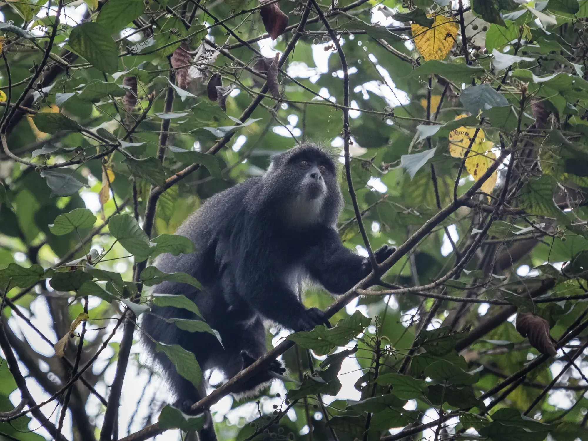 Ein Diademaffe mit dunklem Fell und weißem Gesichtskranz sitzt auf einem Ast im dichten Regenwald am Kilimanjaro.