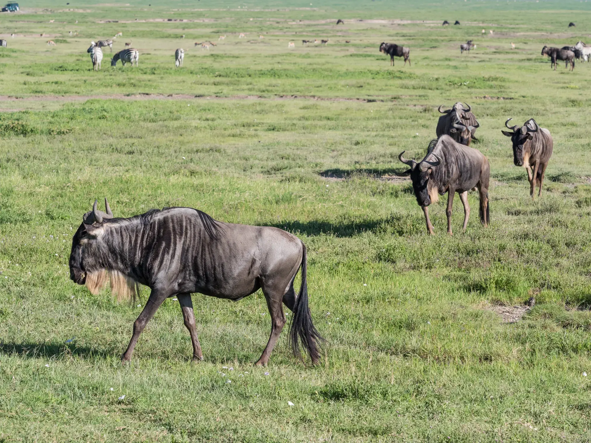 Ein Gnu mit hellem Bart schreitet durch die Savanne, im Hintergrund grast eine Herde Gnus und Zebras im Ngorongoro Krater.