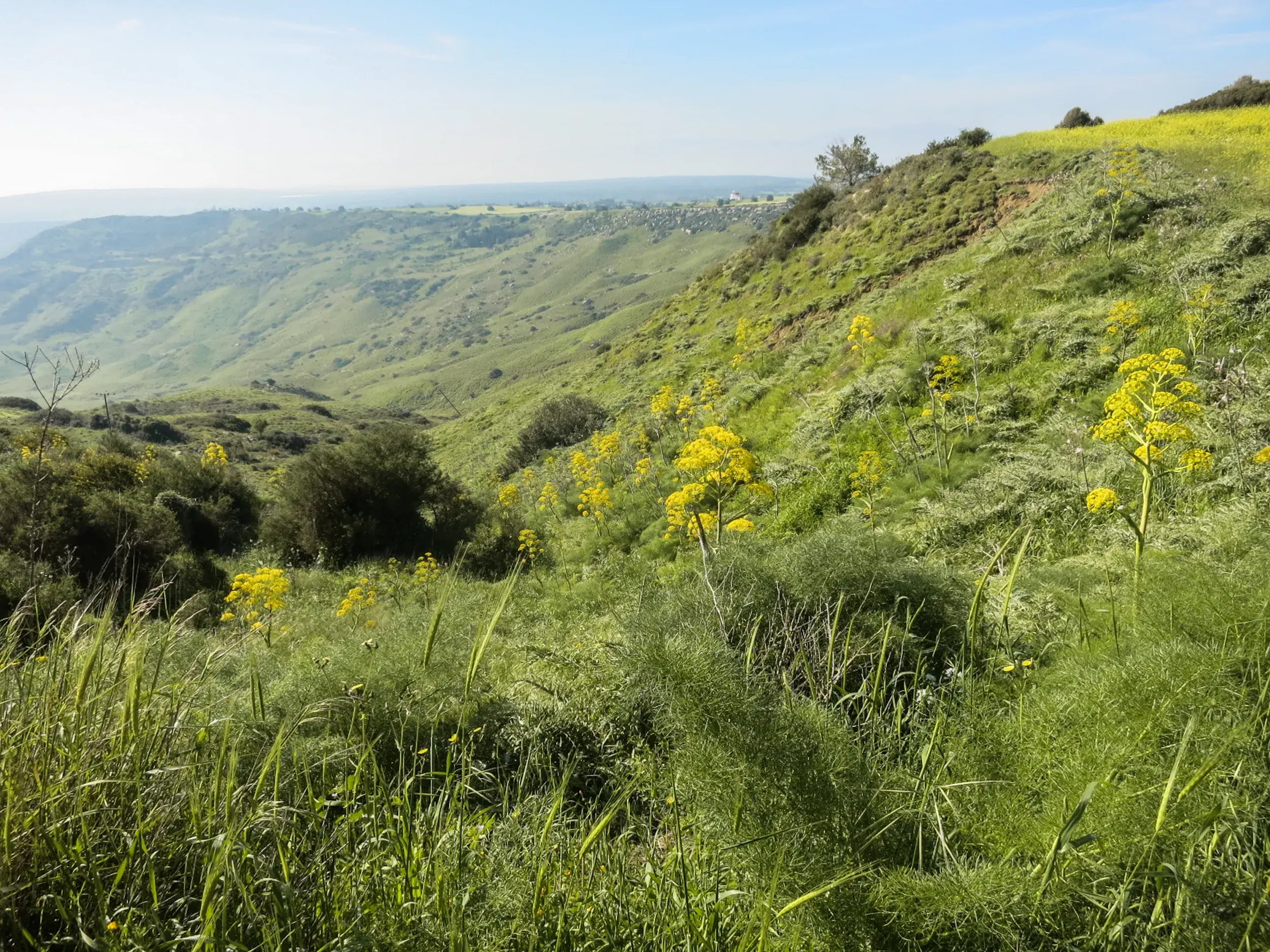 Weite Aussicht beim Wandern im Besparmak-Gebirge über grüne Hügel mit gelb blühendem Riesenfenchel in Nordzypern.