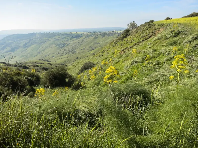 Weite Aussicht beim Wandern im Besparmak-Gebirge über grüne Hügel mit gelb blühendem Riesenfenchel in Nordzypern.