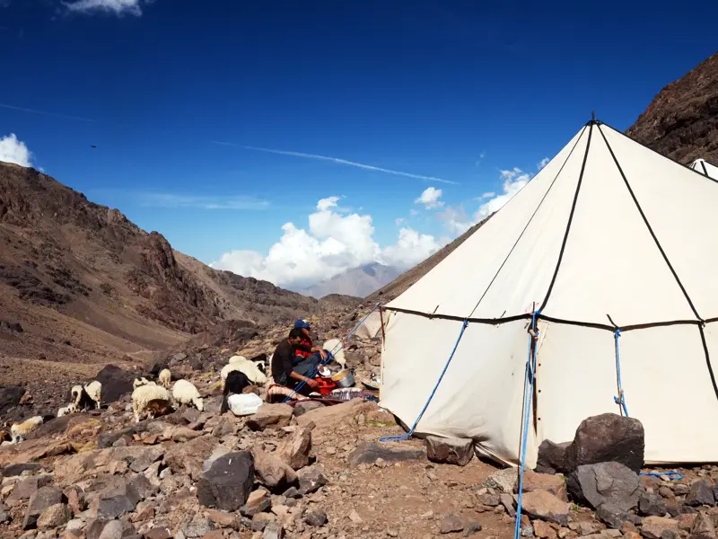 Ein weißes Zeltcamp in der felsigen Berglandschaft des Hohen Atlas. Ein lokaler Begleiter macht Rast mit einer Schafherde.