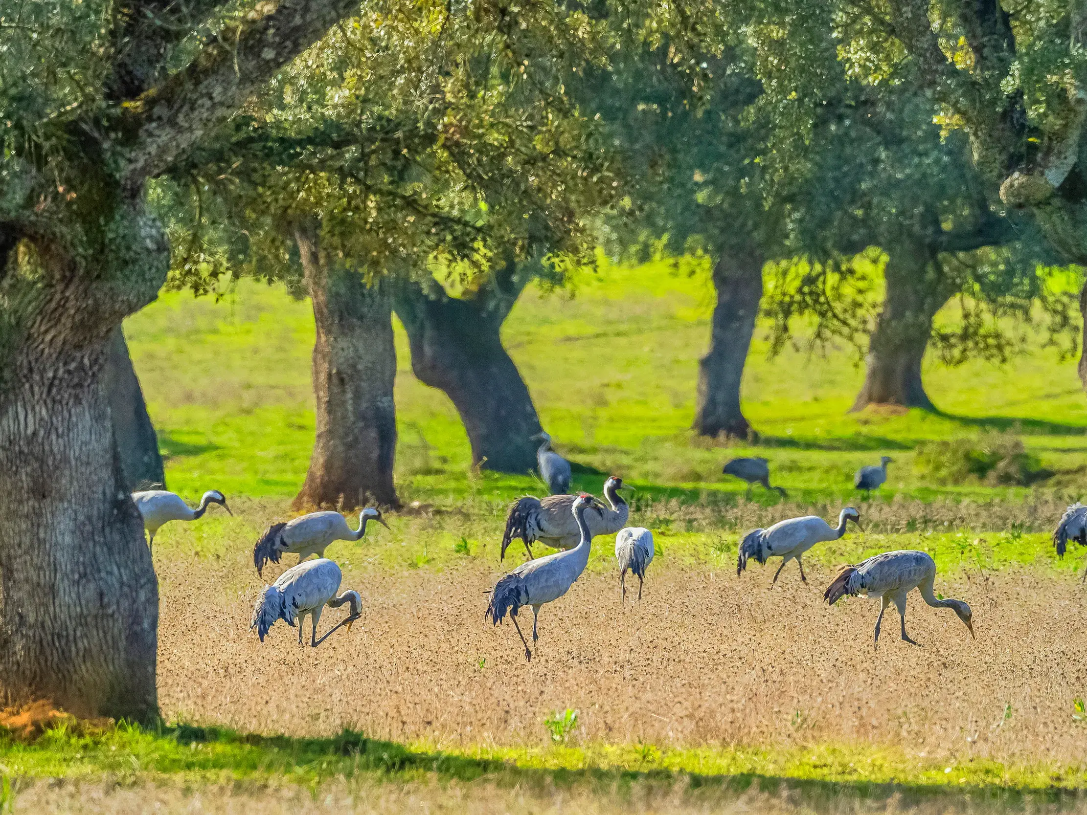 Kraniche auf Nahrungssuche zwischen alten Eichen in der Dehesa-Landschaft der Extremadura in Spanien