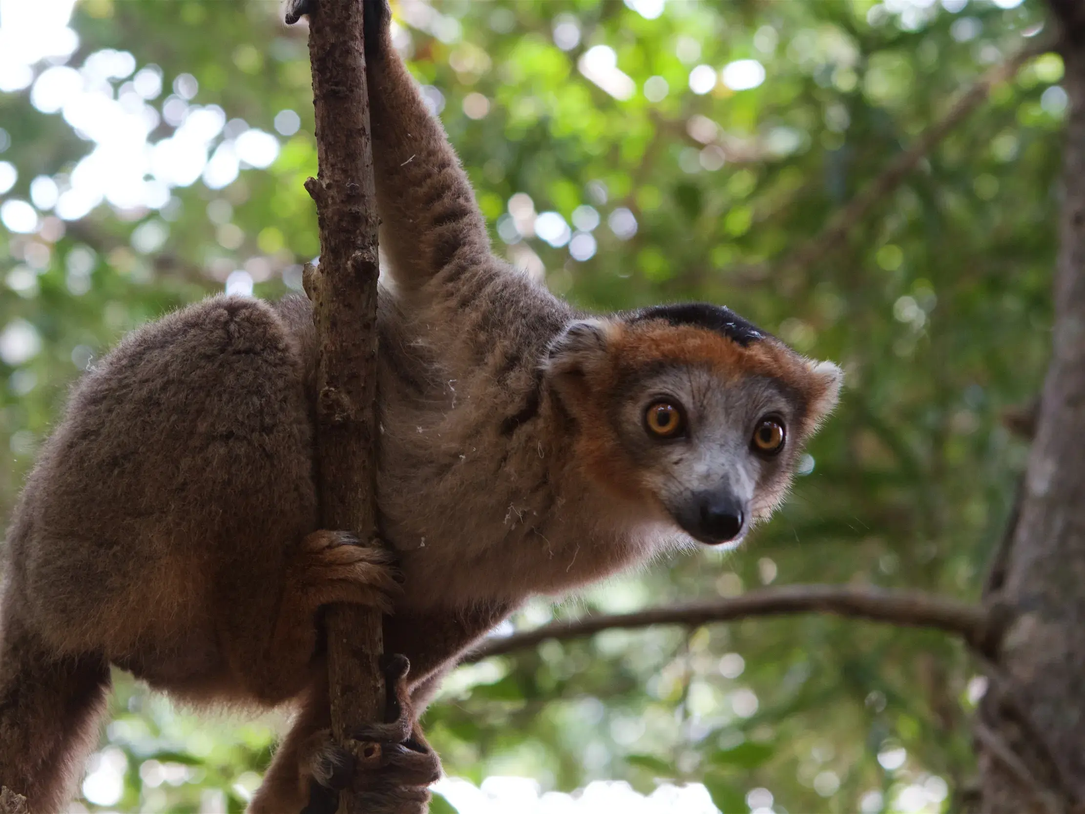 Ein endemischer Kronenmaki mit großen Augen klammert sich während einer Wanderreise in Madagaskar an einen Baumstamm.