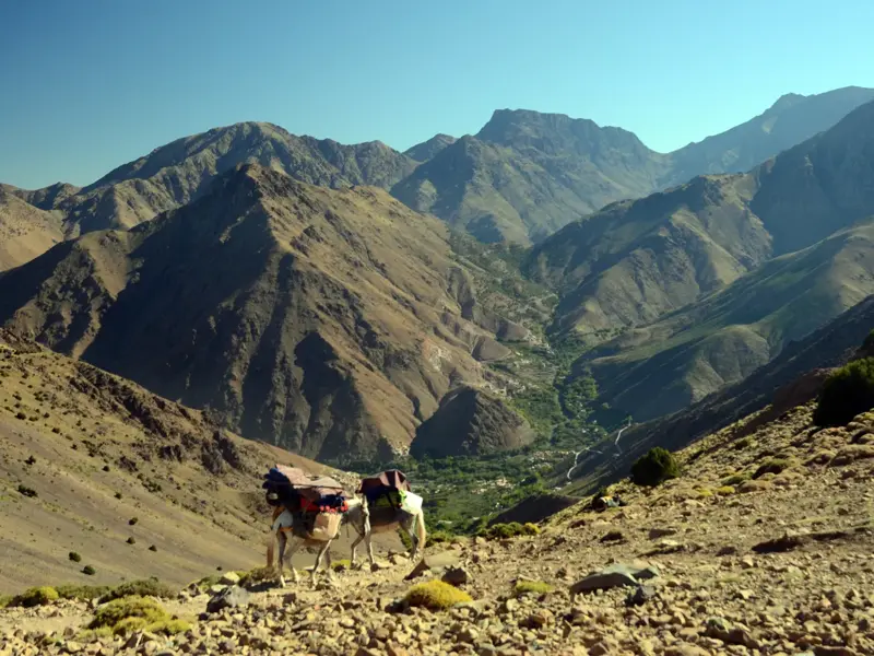 Zwei beladene Maultiere transportieren Gepäck auf einem steinigen Bergpfad bei einer Trekkingtour im Hohen Atlas.