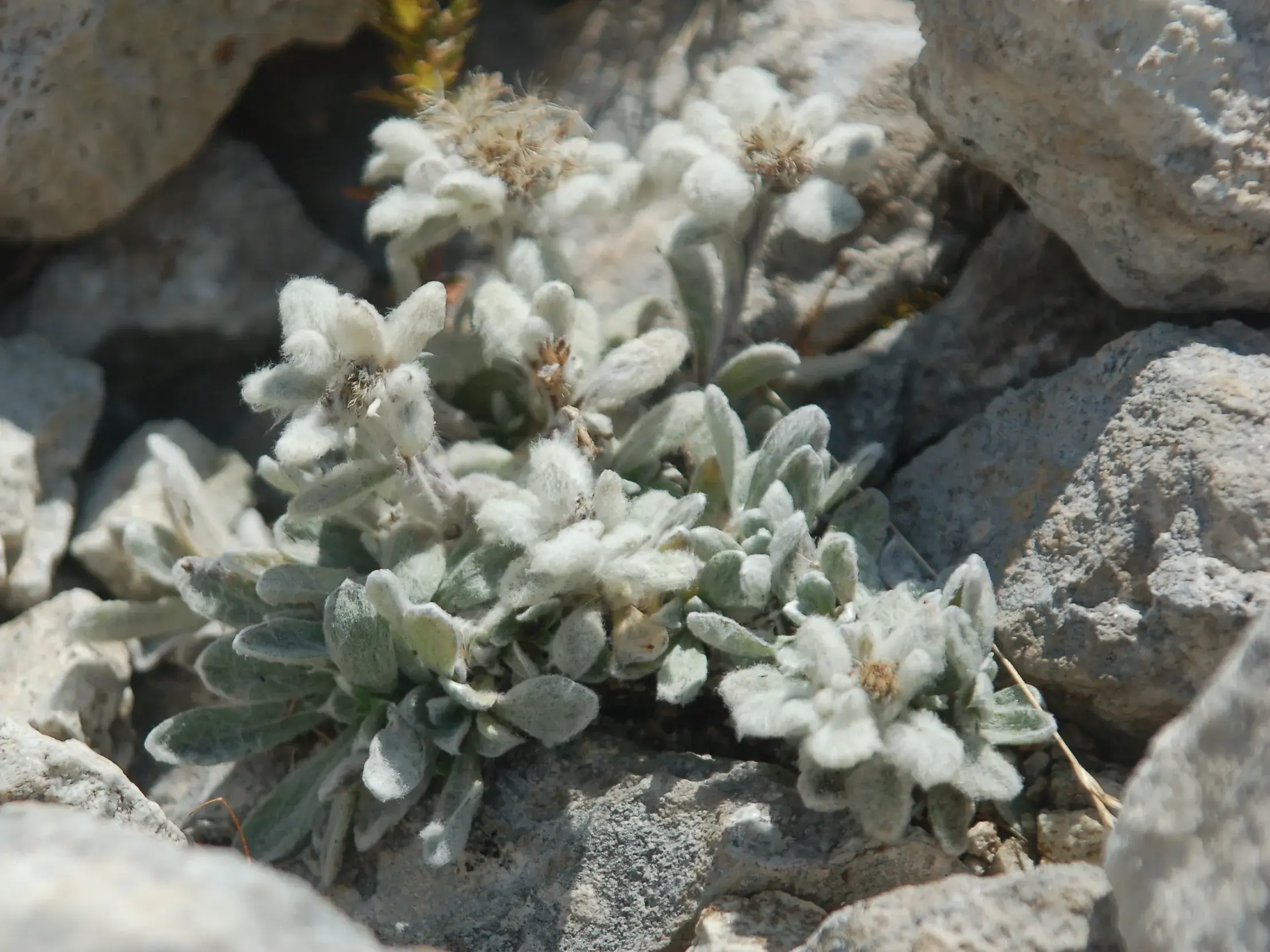 Filziges Edelweiß mit weißen Sternblüten wächst zwischen hellen Felsen in der kargen Bergwelt des Pirin-Gebirges in Bulgarien.