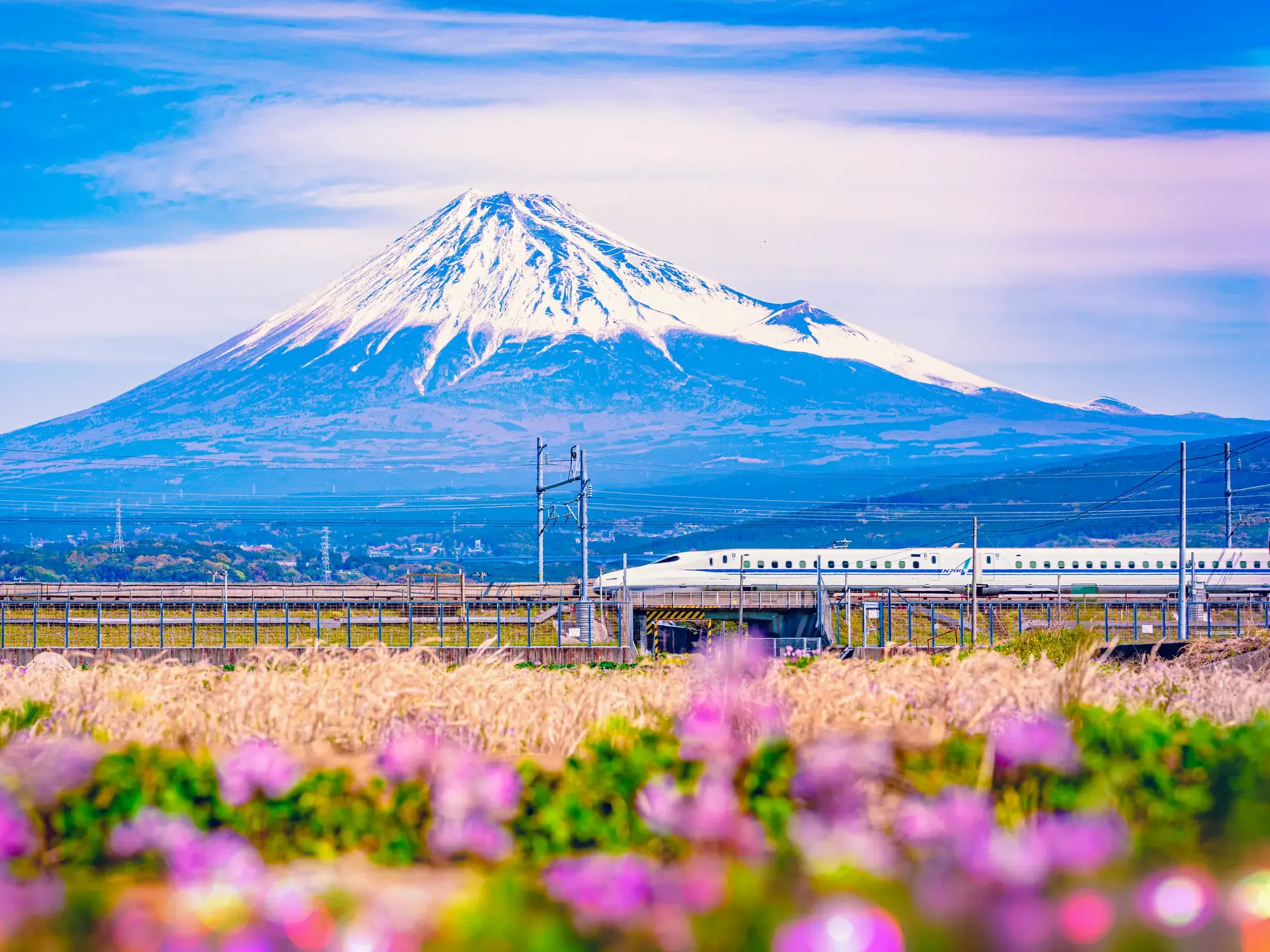Weißer Shinkansen-Zug auf einer Japan-Rundreise vor dem schneebedeckten Fuji-san und einer blühenden Wiese im Vordergrund.