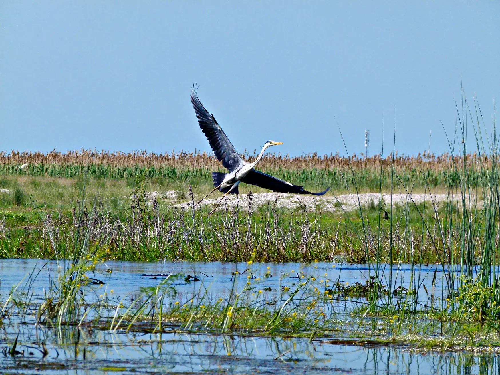 Majestätischer Graureiher im Tiefflug über die schilfbewachsene Wasserlandschaft des rumänischen Donaudelta-Biosphärenreservats.