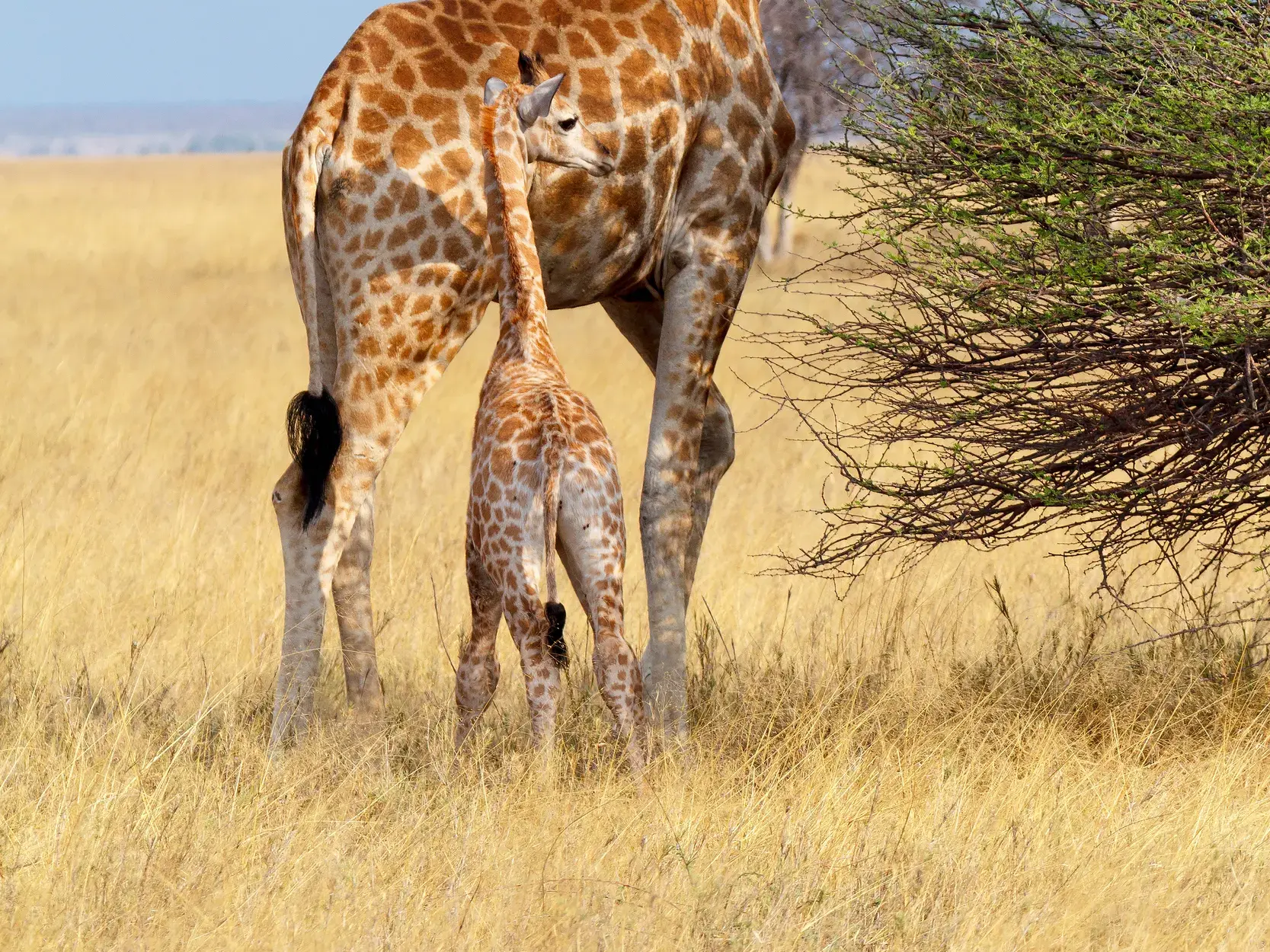 Ein kleines Giraffenkalb sucht Schutz bei seiner Mutter in der goldenen Savanne Namibias während einer Familienreise.
