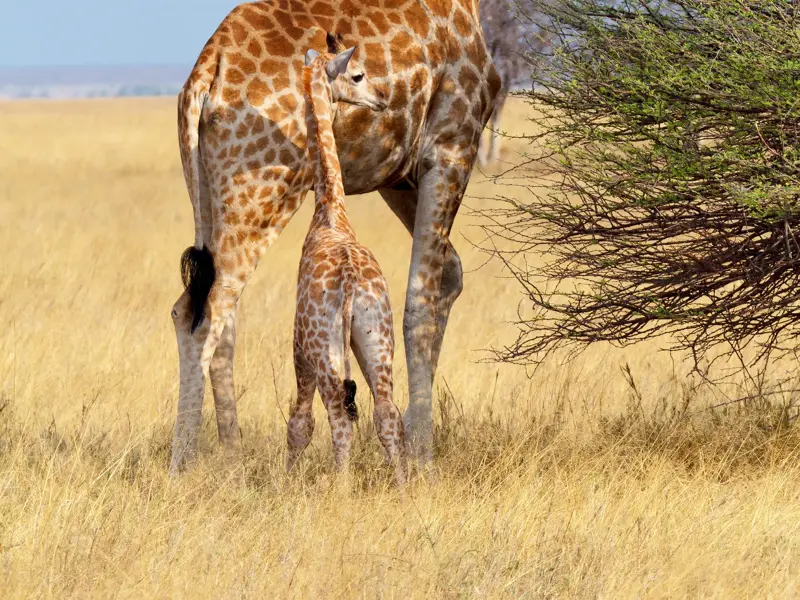 Ein kleines Giraffenkalb sucht Schutz bei seiner Mutter in der goldenen Savanne Namibias während einer Familienreise.