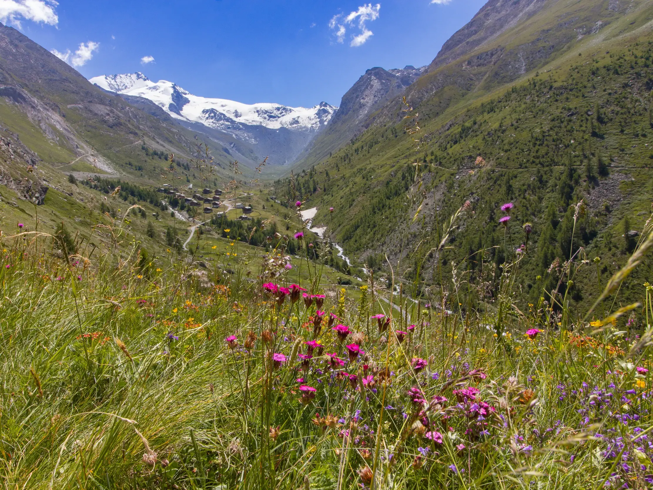 Panoramablick vom Höhbalmen-Höhenweg über eine blühende Almwiese in das Trifttal mit dem Berggasthaus Trift.