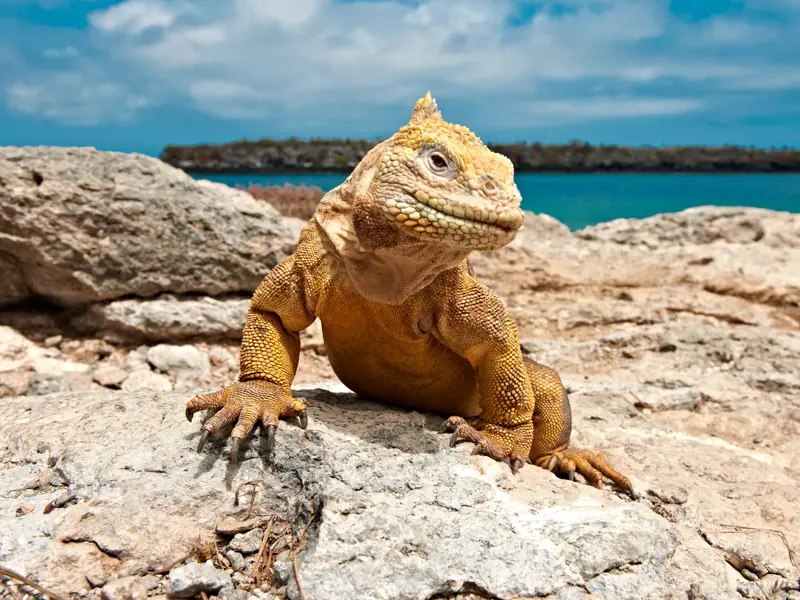 Ein gelber Landleguan auf einem Lavastein der Galápagos-Inseln sonnt sich vor der türkisfarbenen Pazifikküste Ecuadors.