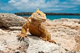 Ein gelber Landleguan auf einem Lavastein der Galápagos-Inseln sonnt sich vor der türkisfarbenen Pazifikküste Ecuadors.