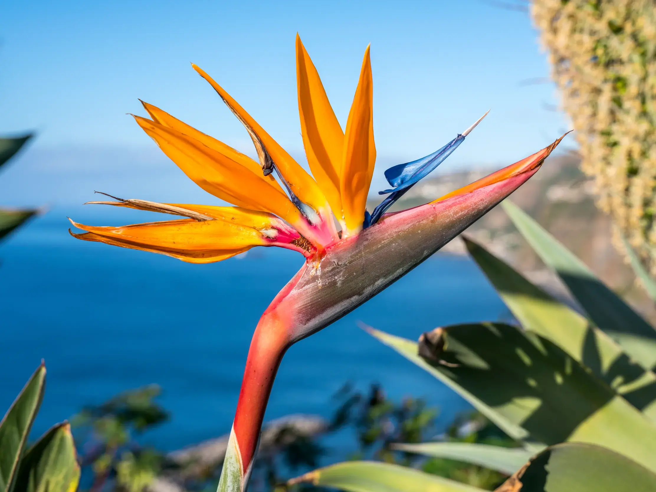 Nahaufnahme einer leuchtend orangen Strelitzienblüte auf der Blumeninsel Madeira vor der blauen Atlantikküste.