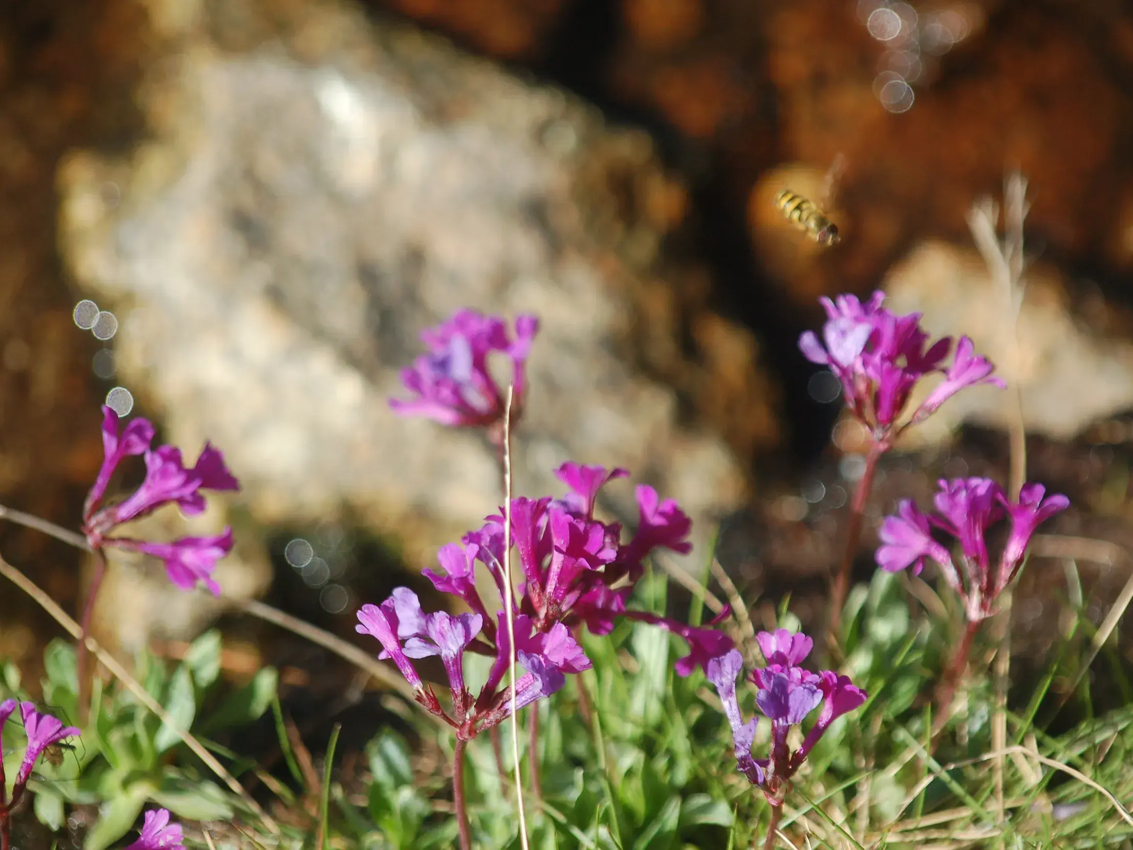 Eine Wespe im Anflug auf leuchtend lila Bergblumen auf einer Wanderung durch das Rila-Gebirge in Bulgarien.