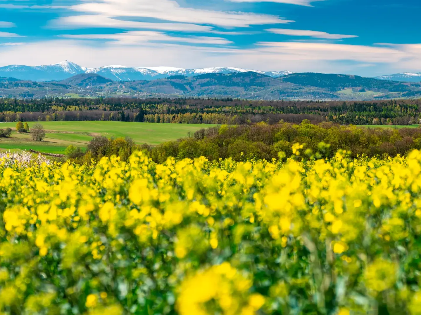 Blühendes gelbes Rapsfeld in einer weiten Landschaft mit dem schneebedeckten Riesengebirge in Schlesien am Horizont.