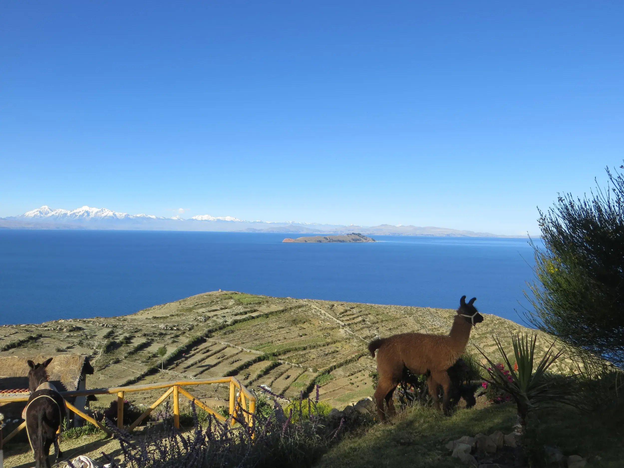 Zwei Lamas auf einem grünen Hügel der Sonneninsel blicken über den Titicacasee auf die schneebedeckte Königskordillere.