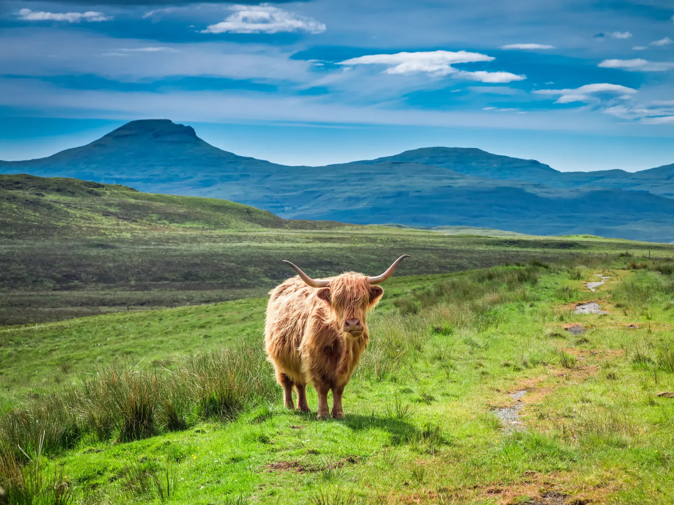 Ein zotteliges Schottisches Hochlandrind steht auf einer grünen Weide vor der malerischen Bergkulisse der Highlands.