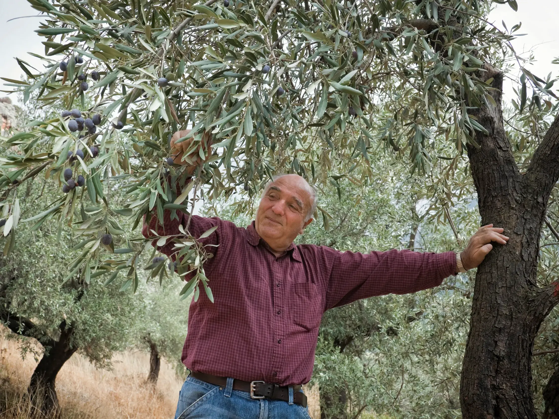 Ein griechischer Olivenbauer prüft stolz die reifen, dunklen Oliven an einem Baum in einem Olivenhain der Messenischen Ebene.