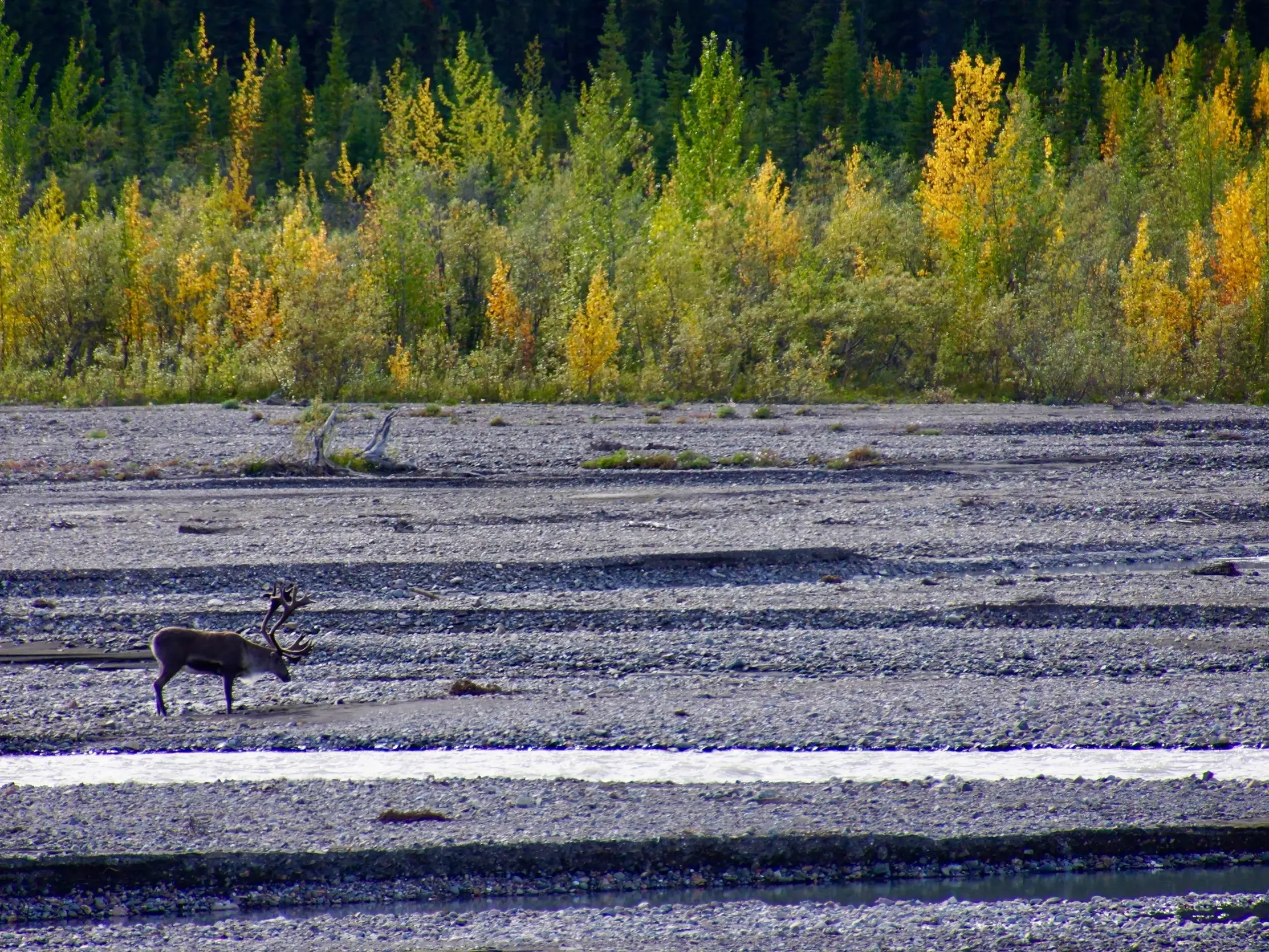 Ein Karibu mit mächtigem Geweih durchquert ein weites, steiniges Flussbett im Denali Nationalpark in Alaska.
