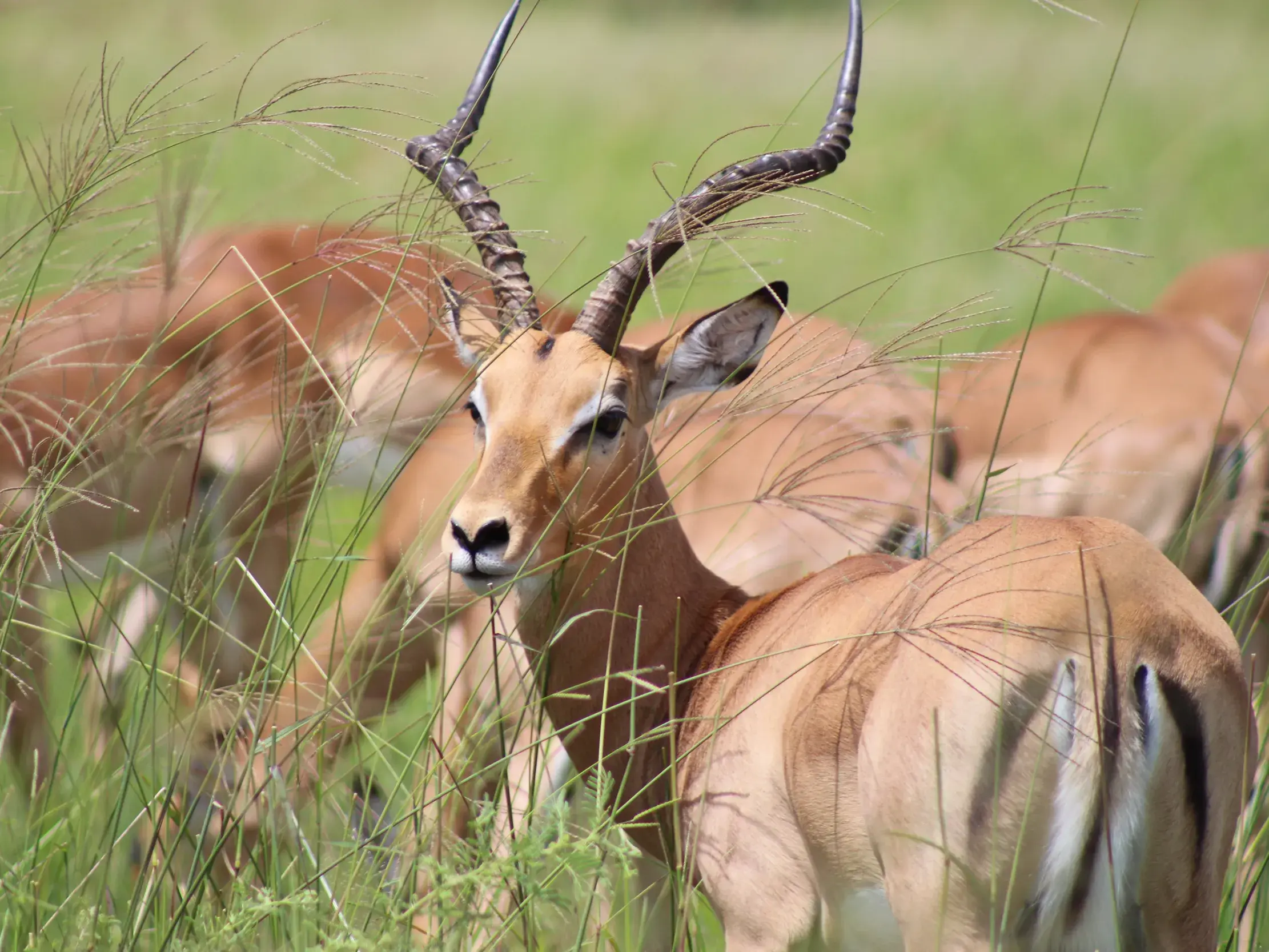 Ein Antilopenbock blickt aus dem hohen Gras der Savanne, beobachtet während einer Safari-Reise in Botswana.