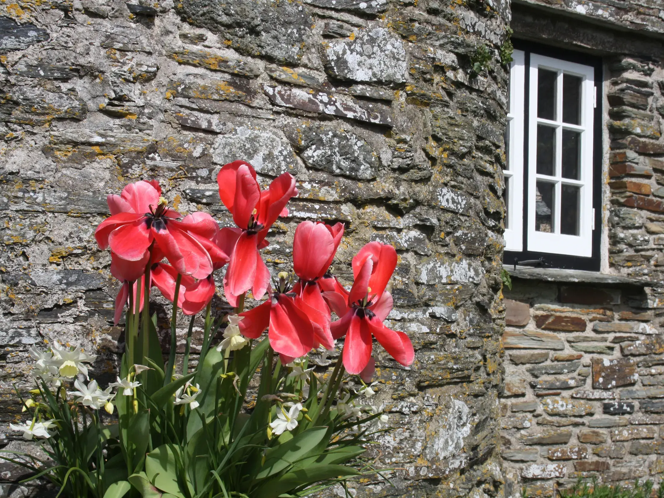 Leuchtend rote Tulpen und Narzissen blühen an der rustikalen Steinmauer eines englischen Cottages im Lake District.