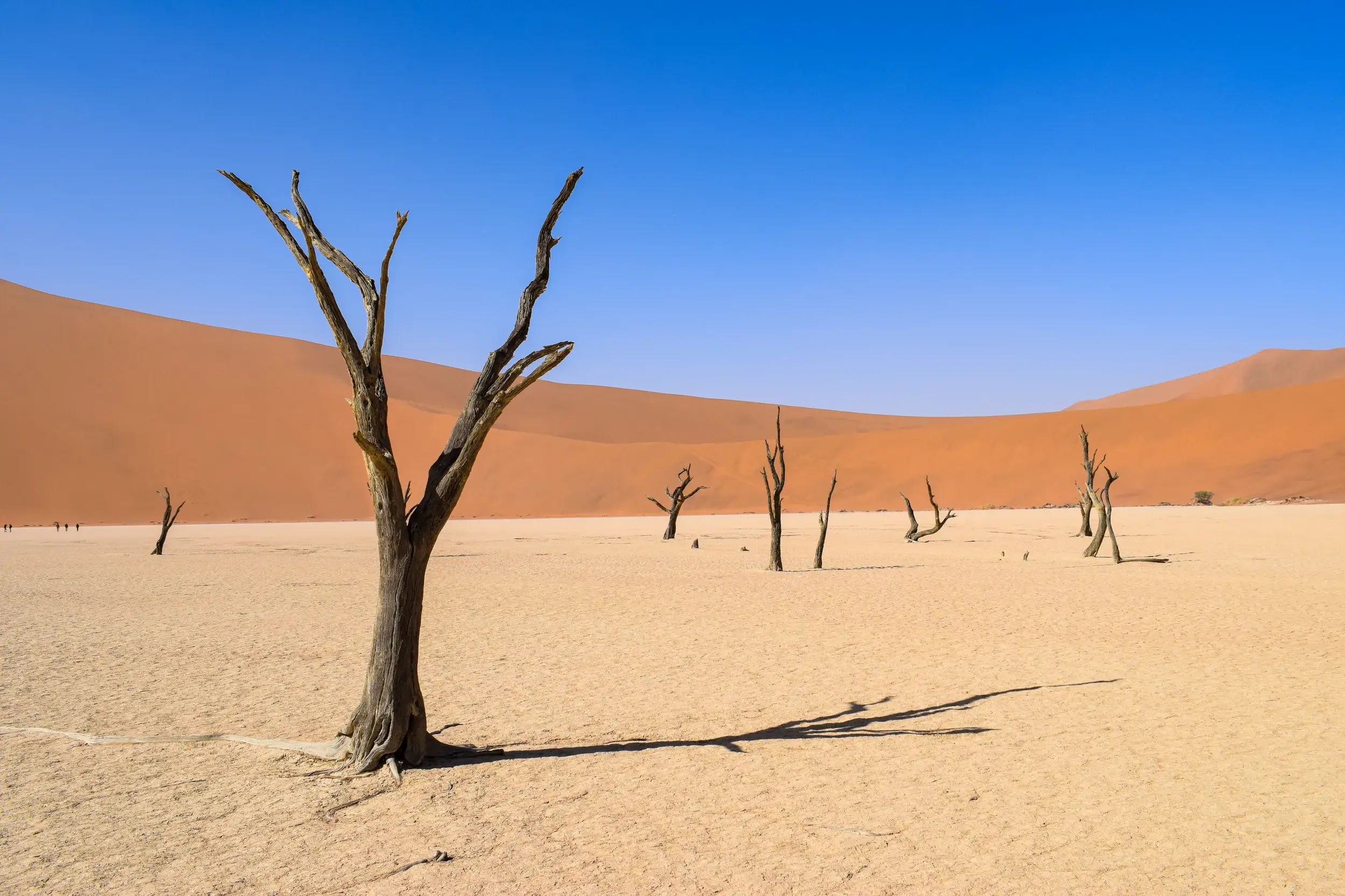 Markante, tote Kameldornbäume in der weißen Tonpfanne des Deadvlei, umgeben von roten Dünen der Namib-Wüste in Namibia.