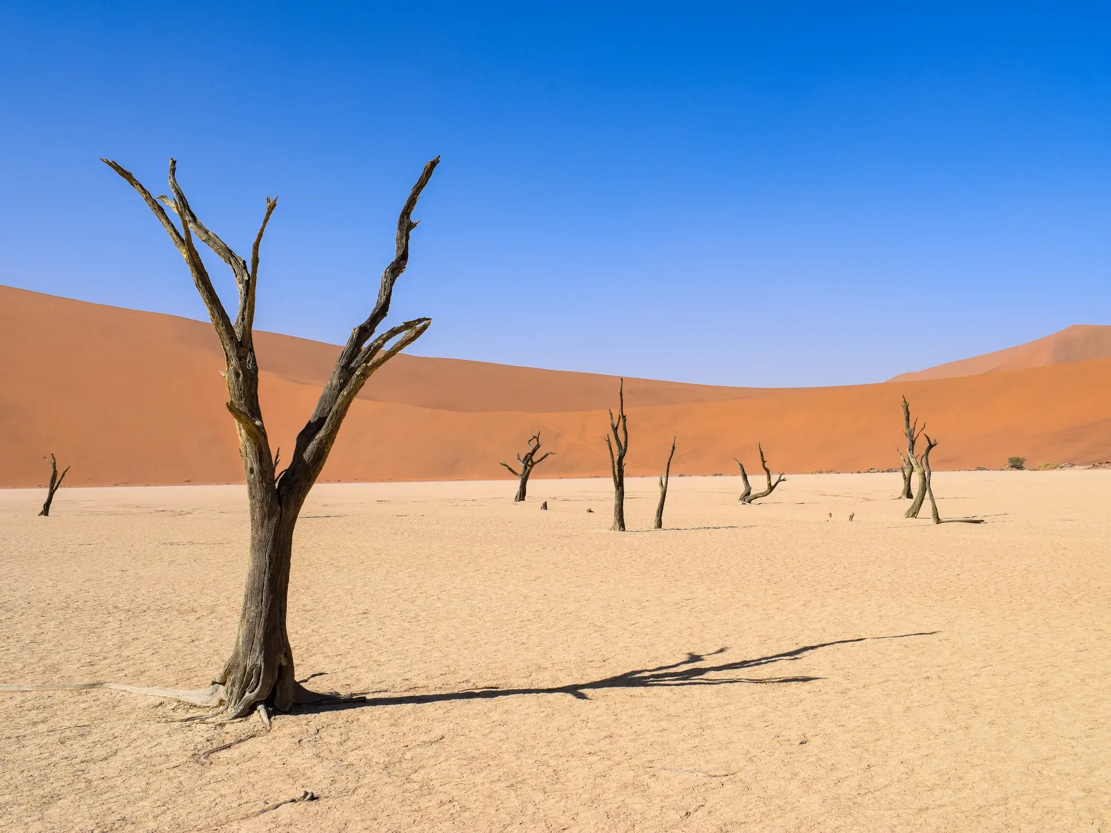 Tote Kameldornbäume in der surrealen, weißen Lehmpfanne des Deadvlei bei Sossusvlei vor riesigen roten Sanddünen.