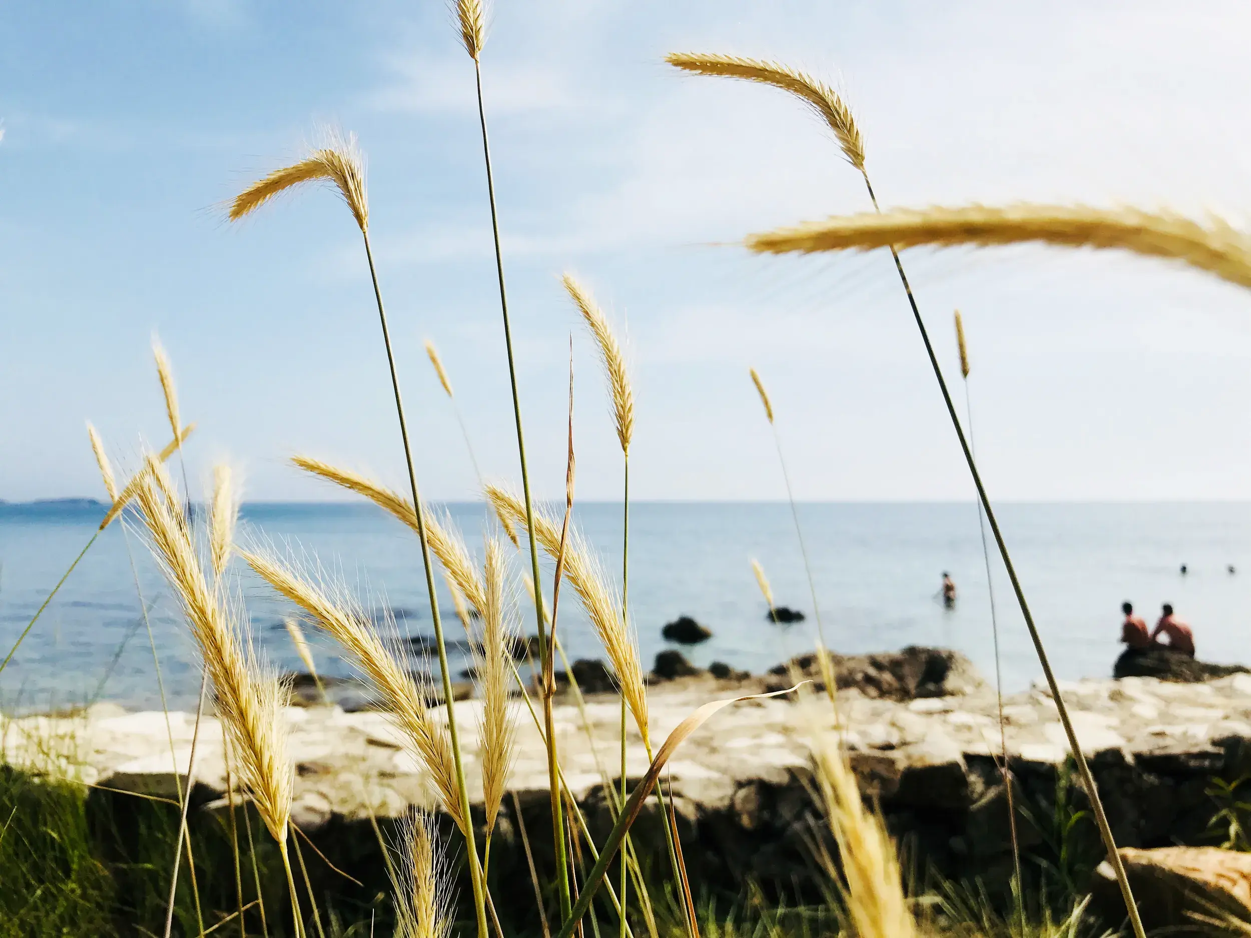 Goldene Gräser an der felsigen Adriaküste Kroatiens an einem sonnigen Tag mit Badegästen im ruhigen Meer.
