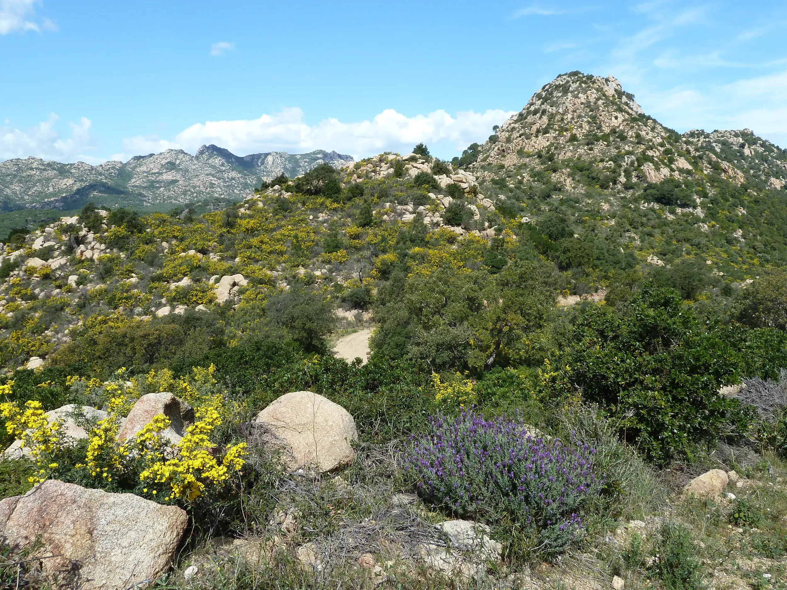Felsige Berglandschaft im Supramonte-Gebirge auf Sardinien mit einem Wanderweg, der durch grüne Macchia und Wildblumen führt.