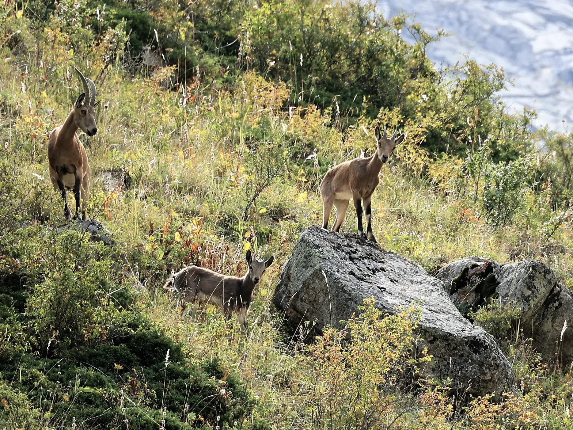 Drei Sibirische Steinböcke beobachten wachsam ihre Umgebung auf einem grünen Berghang während einer Wanderung im Ala-Artscha-Nationalpark Kirgistans.