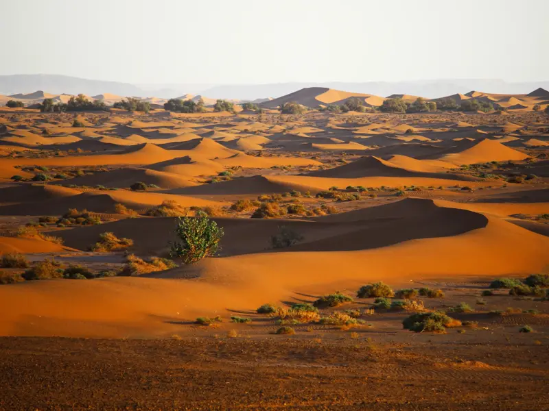 Sanft geschwungene, rote Sanddünen der marokkanischen Sahara, durchzogen von vereinzelten grünen Büschen im warmen Abendlicht.