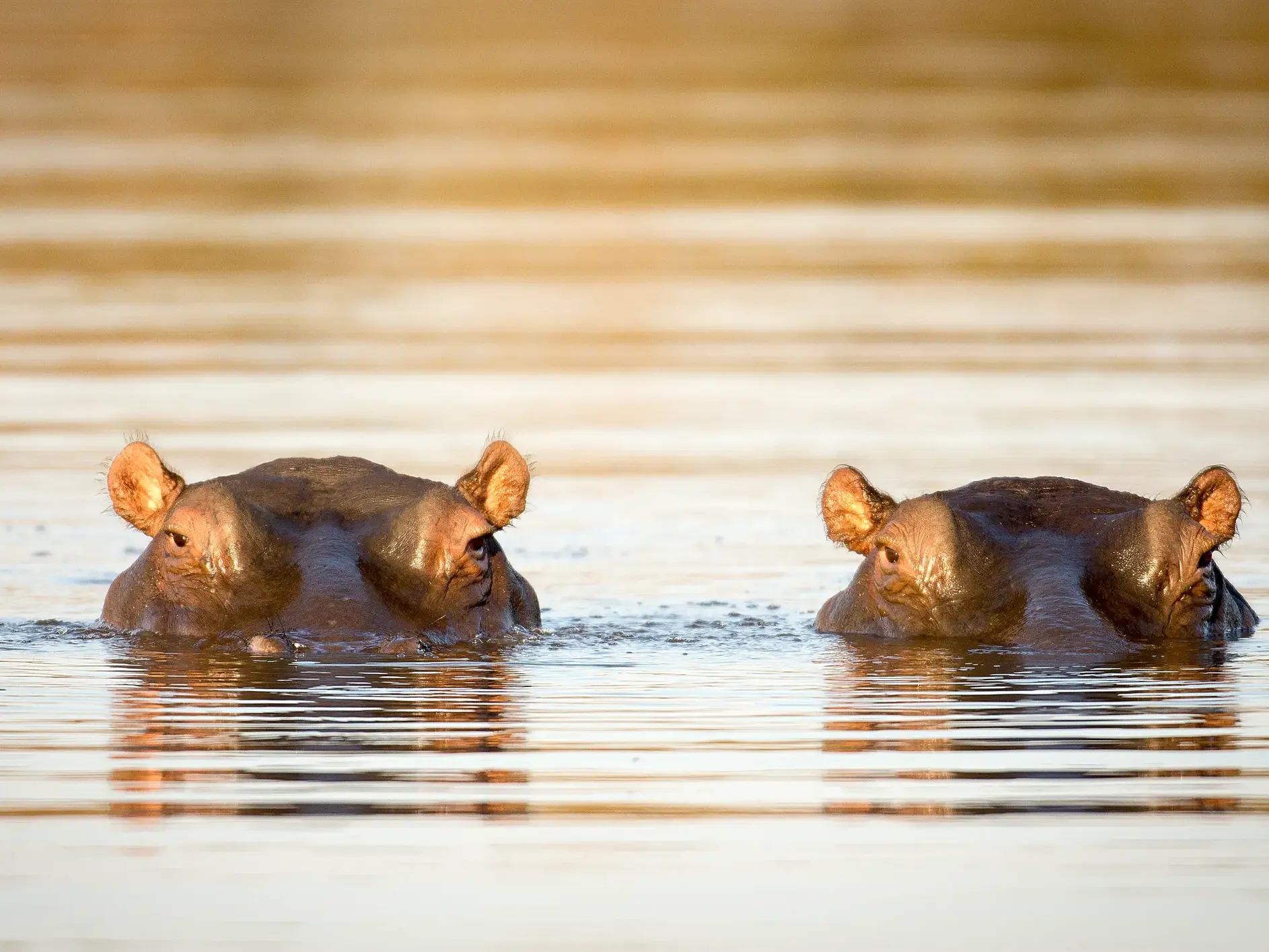 Zwei Flusspferde beobachten aufmerksam aus dem golden schimmernden Wasser des Chobe-Flusses in Botswana.