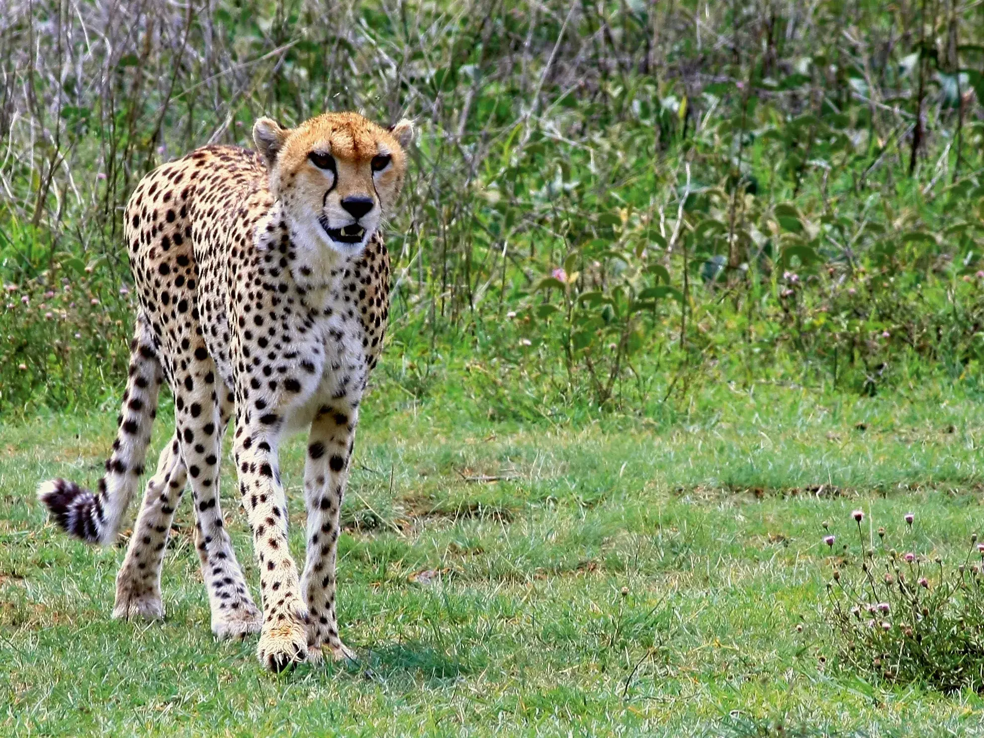 Ein Gepard mit charakteristischem Fleckenmuster pirscht aufmerksam durch die grüne Savanne im Ngorongoro Krater in Tansania.
