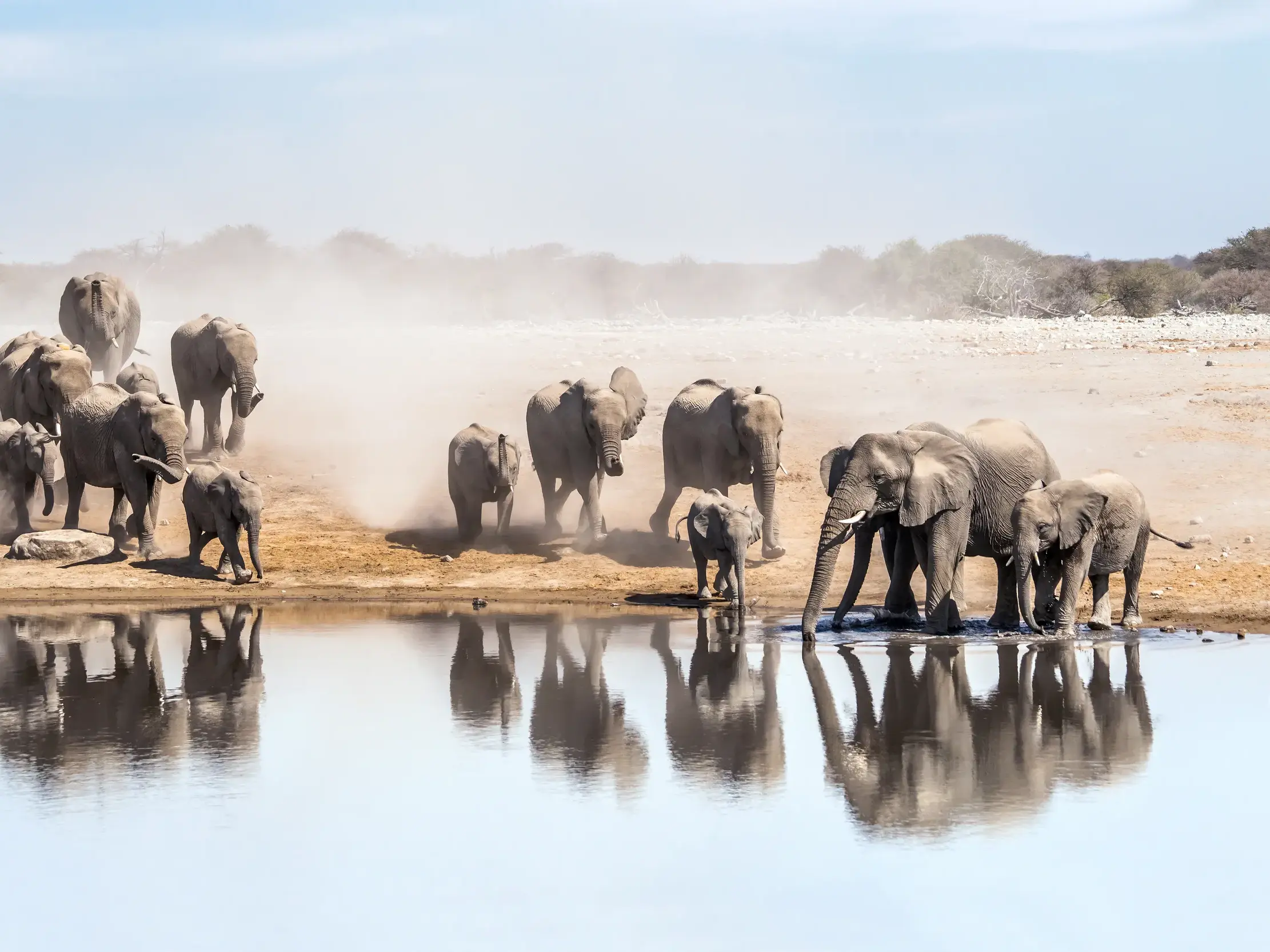 Große Elefantenherde mit Jungtieren stillt ihren Durst an einem Wasserloch im staubigen Etosha Nationalpark in Namibia.