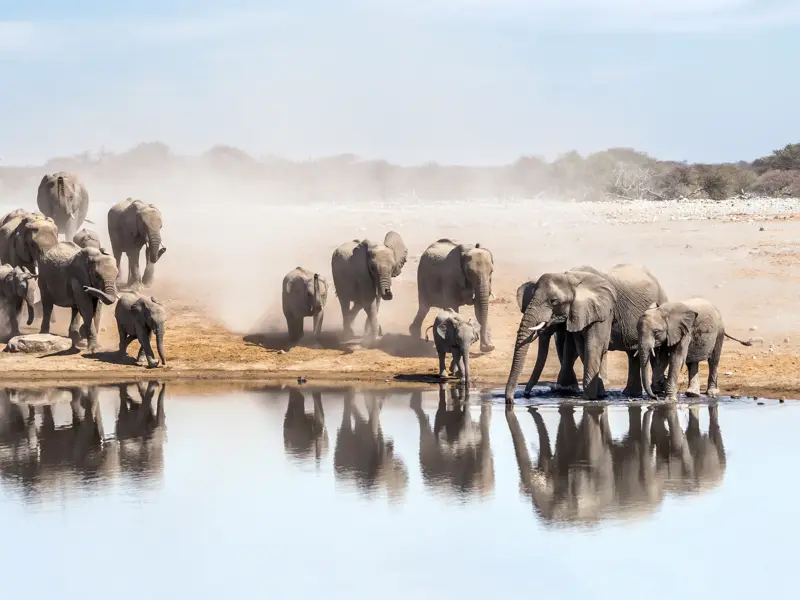Große Elefantenherde mit Jungtieren stillt ihren Durst an einem Wasserloch im staubigen Etosha Nationalpark in Namibia.