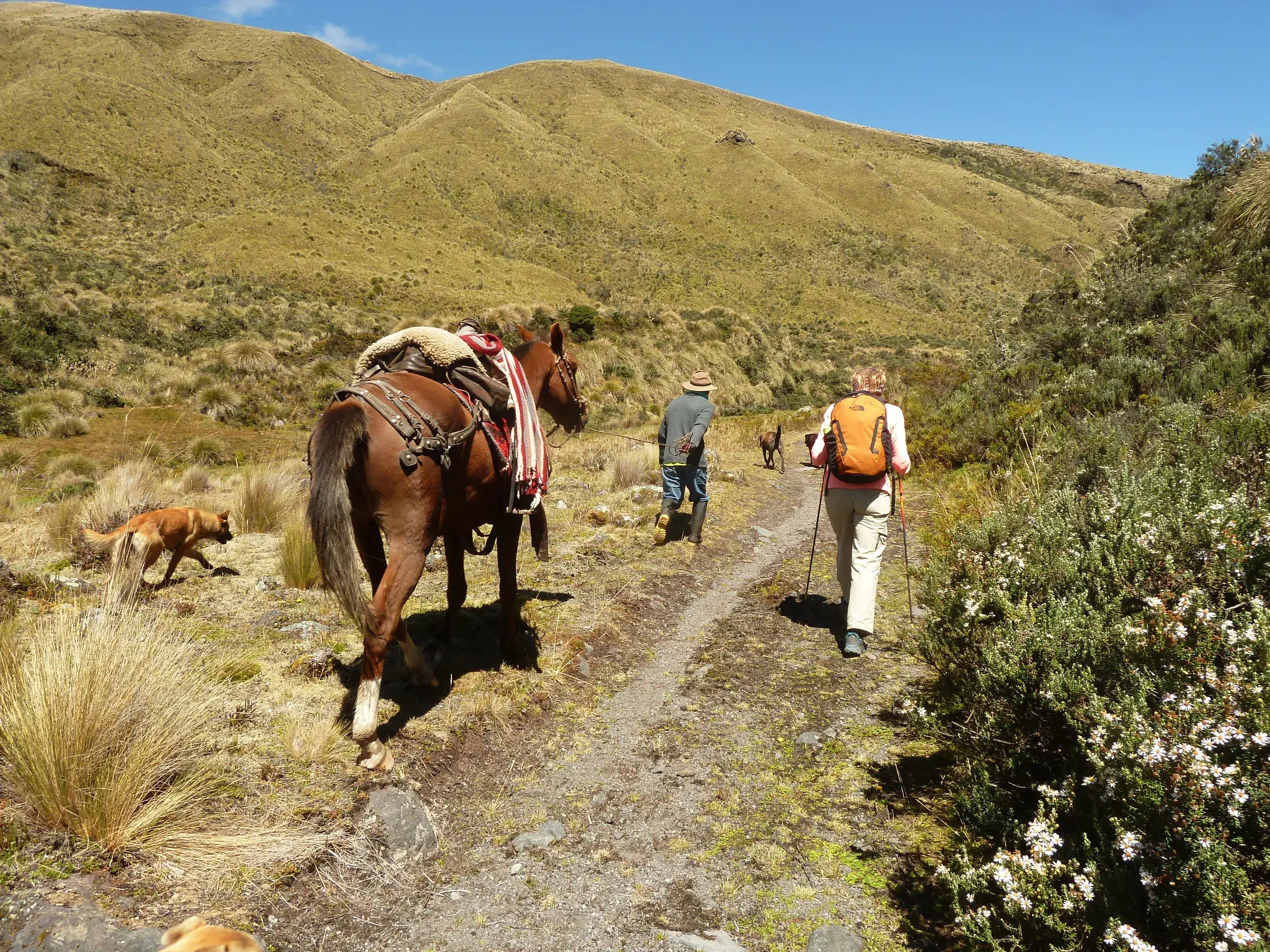 Eine Wanderin mit Trekkingstöcken folgt einem lokalen Guide und Pferd durch das malerische Abraspungotal in Ecuador.