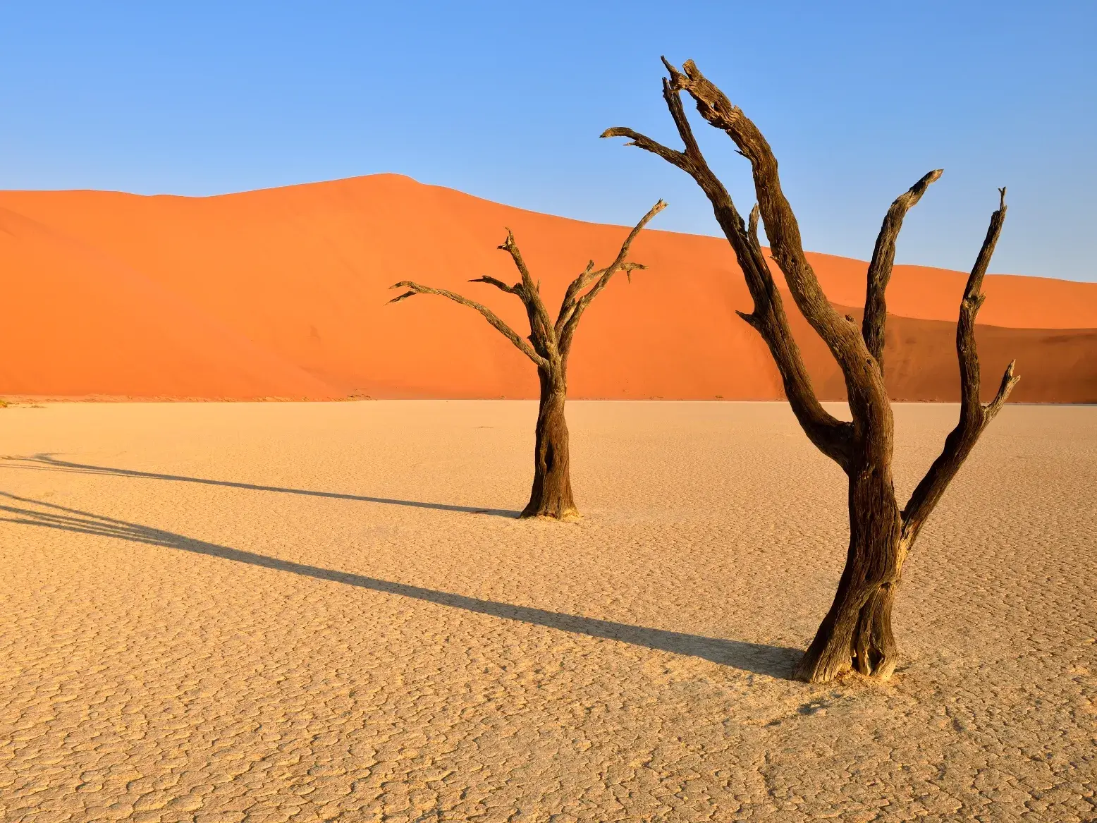 Uralte, tote Kameldornbäume auf der weißen Tonpfanne des Deadvlei vor einer hohen, leuchtend orangen Sanddüne in Namibia.