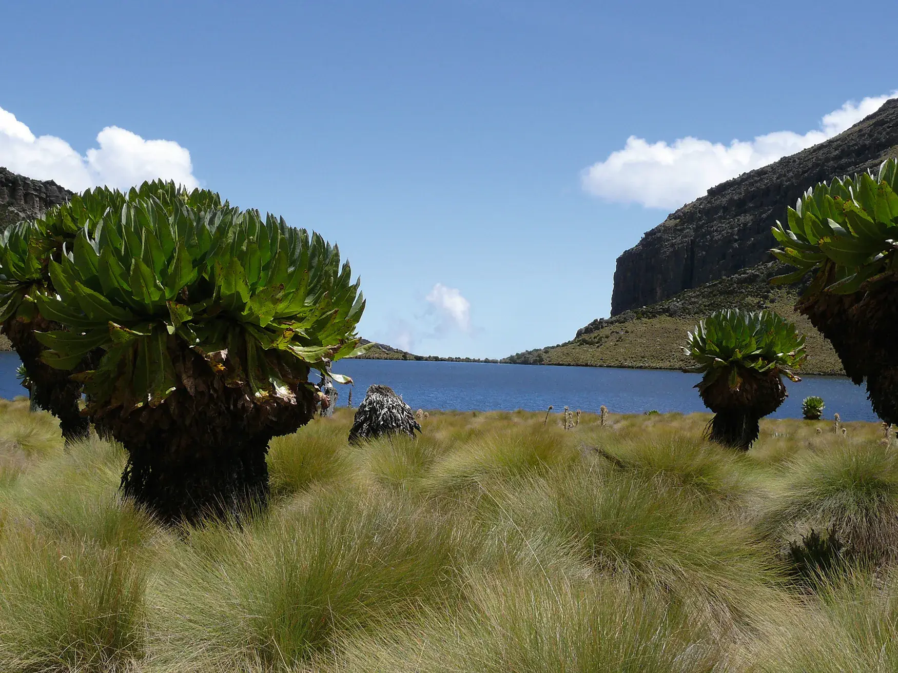 Grüne Senezien in der Heidelandschaft am Ufer des blauen Lake Michaelson im Mount-Kenya-Massiv in Kenia.