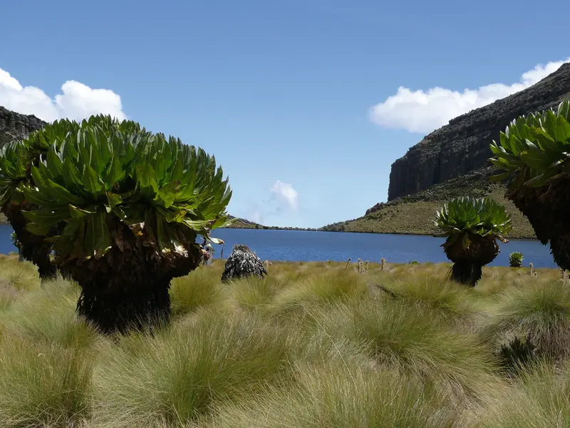 Grüne Senezien in der Heidelandschaft am Ufer des blauen Lake Michaelson im Mount-Kenya-Massiv in Kenia.