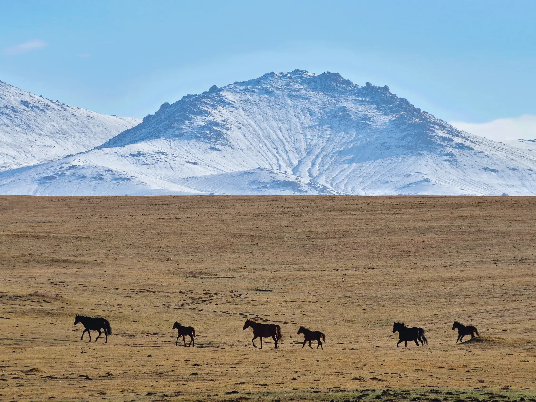 Eine Herde dunkler Pferde durchquert die weite Steppenlandschaft am Songköl See vor der Kulisse schneebedeckter Berge Kirgistans.