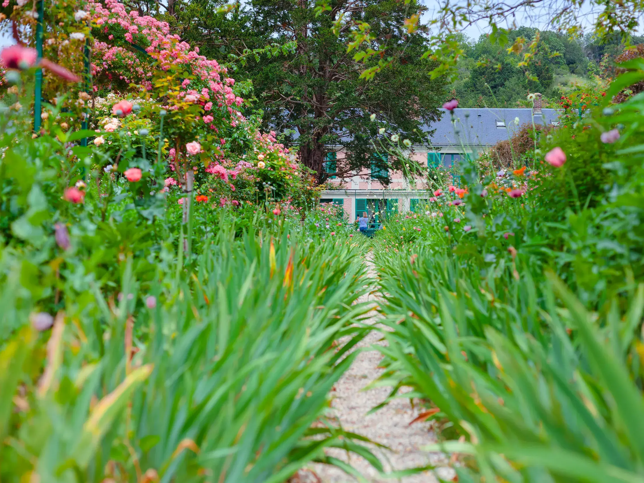 Ein Kiesweg, gesäumt von hohen grünen Pflanzen und blühenden Rosen, führt durch Monets Paradiesgarten in Giverny zum Wohnhaus des Künstlers.