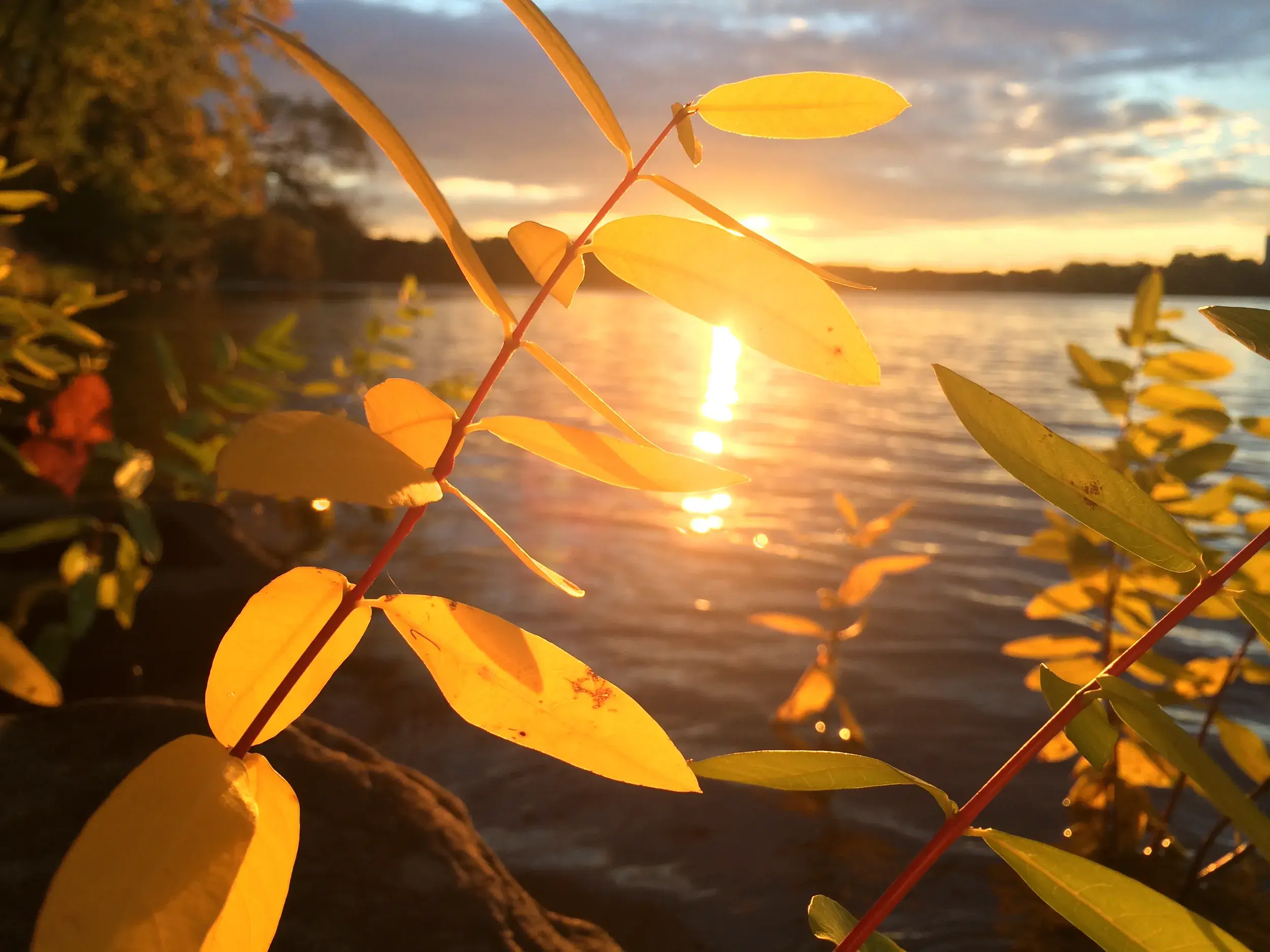 Gelbe Blätter eines Strauches leuchten im Licht des Sonnenuntergangs an einem Seeufer während der Herbstlaubfärbung in Finnland.