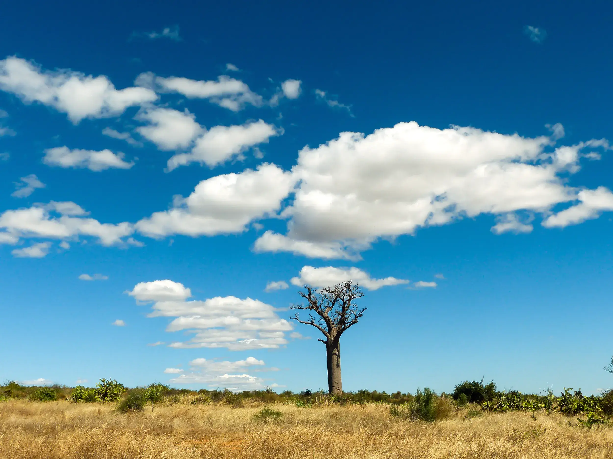 Ein kahler Affenbrotbaum (Baobab) steht in der goldenen Savanne Madagaskars unter einem weiten, blauen Himmel mit Wolken.