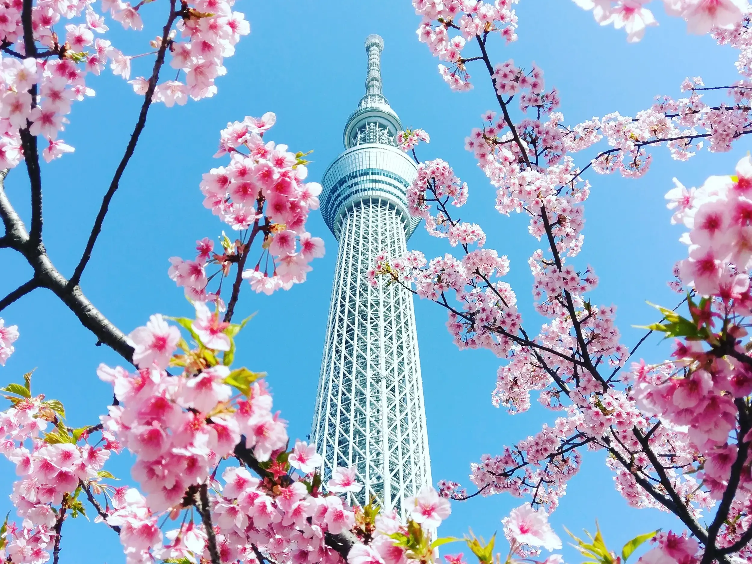 Der Tokyo Skytree in Japan aus der Froschperspektive, dessen Spitze von rosa Kirschblüten vor strahlend blauem Himmel umrahmt wird.