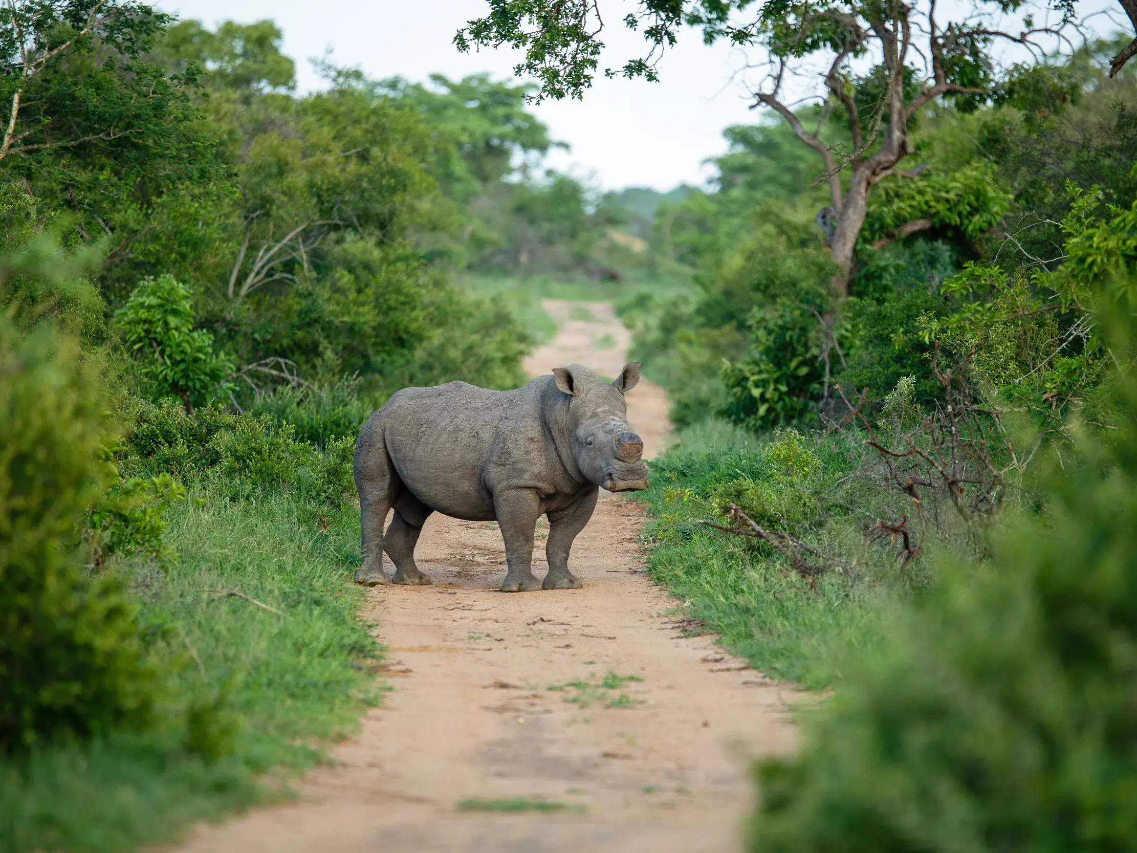Ein Breitmaulnashorn steht auf einem Feldweg bei einer Safari-Fahrt in der kleinen Studiosus Reisegruppe im berühmten Krüger-Nationalpark in Südafrika.