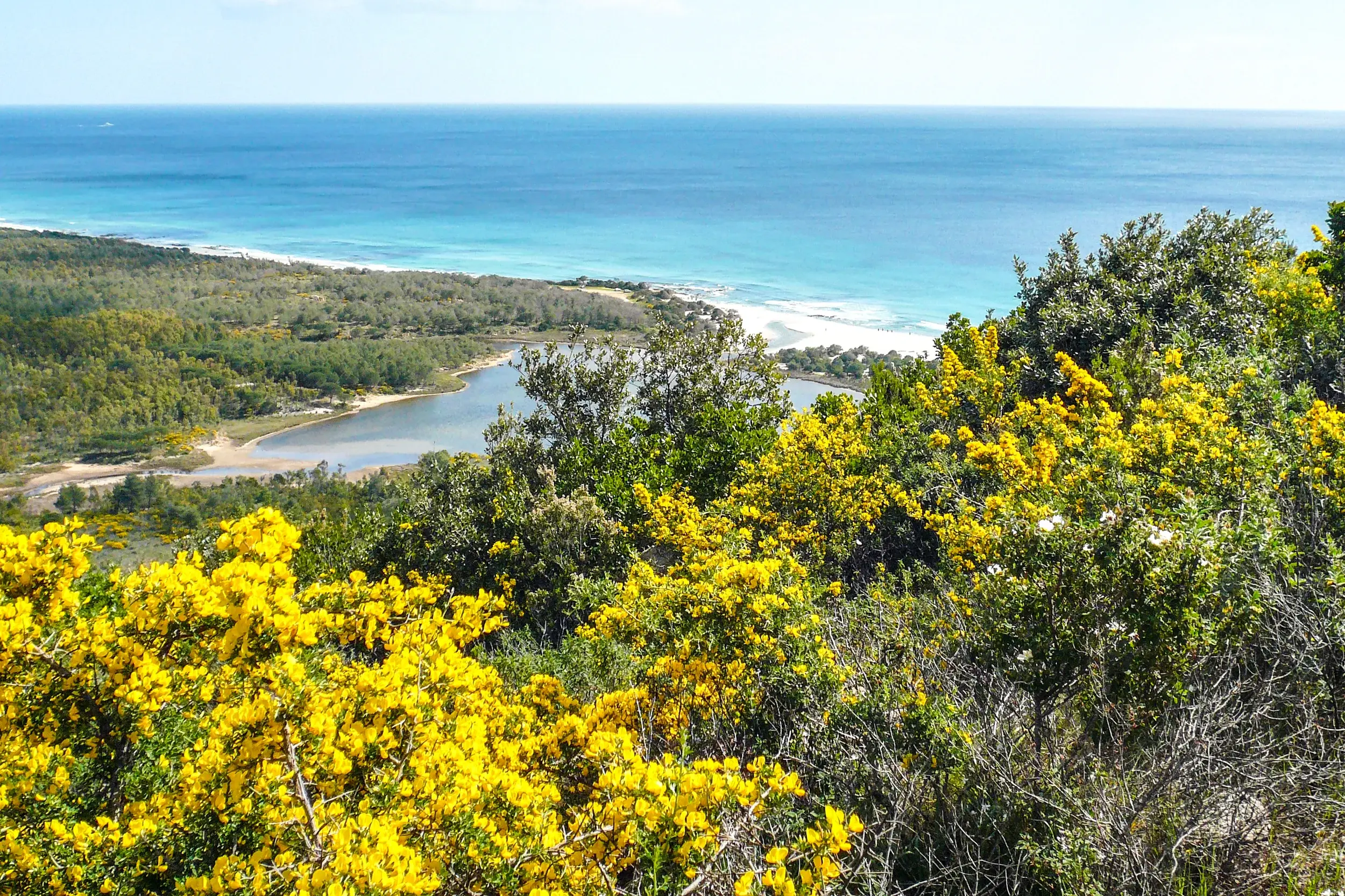 Wanderung im Naturpark Biderosa: Ausblick über blühenden Ginster auf die Bucht und das Meer bei Orosei, Sardinien.