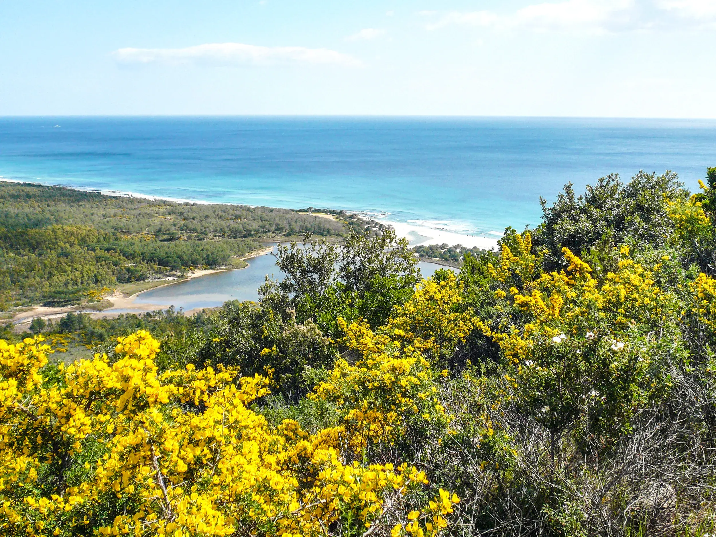 Wanderung im Naturpark Biderosa: Ausblick über blühenden Ginster auf die Bucht und das Meer bei Orosei, Sardinien.