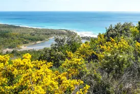 Wanderung im Naturpark Biderosa: Ausblick über blühenden Ginster auf die Bucht und das Meer bei Orosei, Sardinien.
